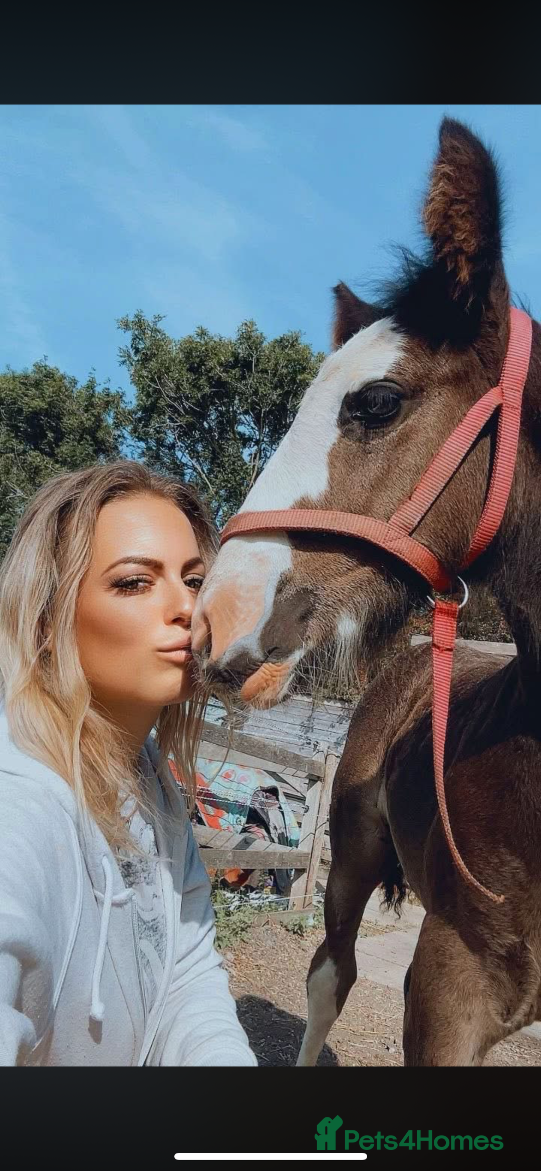 Irish Cob horses for sale: Filly for full loan or sale  - Advert 12