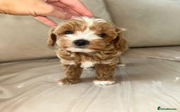Maltipoo dogs for sale: Stunning Red Maltipoo Boys 🐶  - Image 16