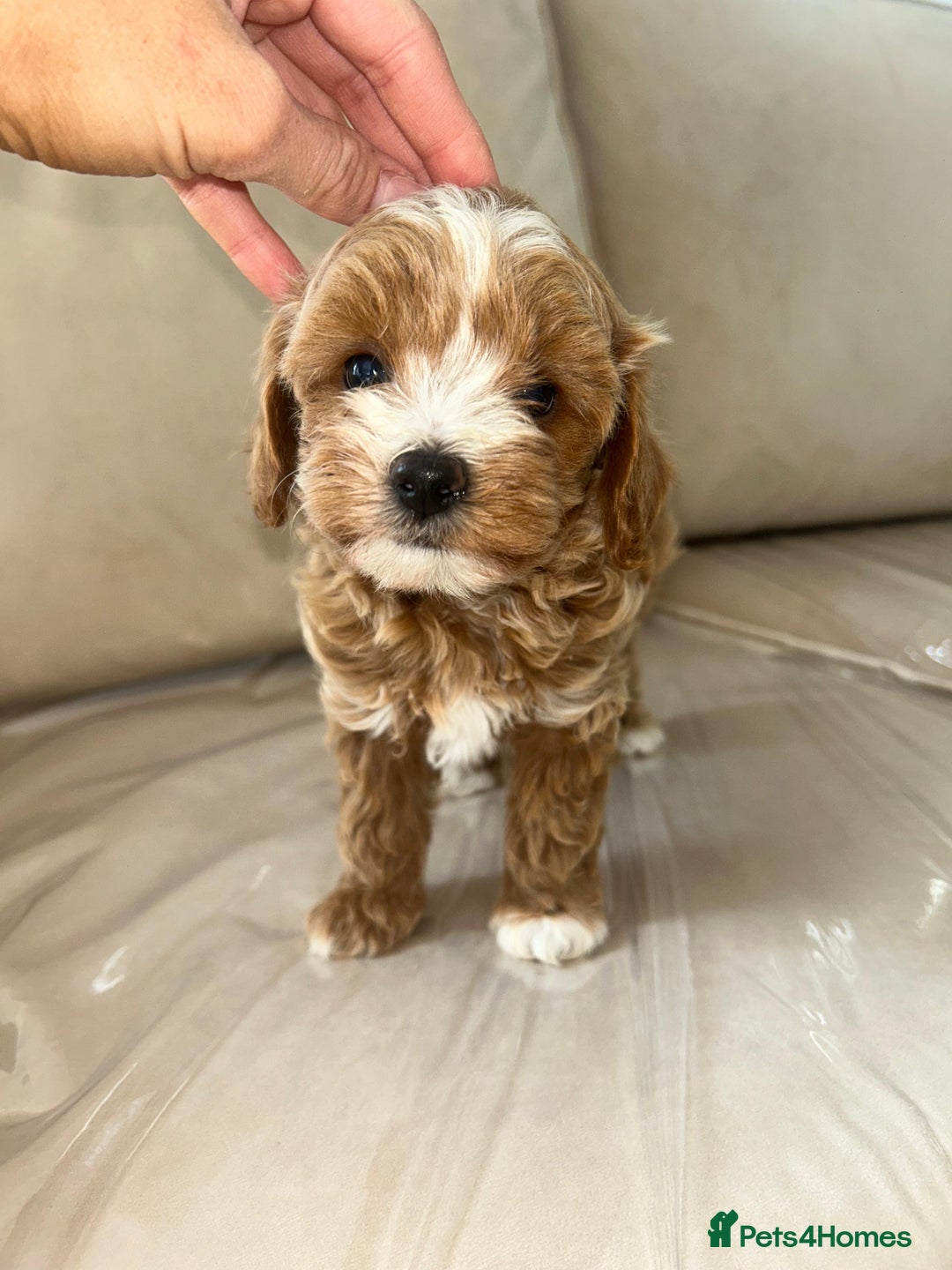 Maltipoo dogs for sale: Stunning Red Maltipoo Boys 🐶  - Image 16