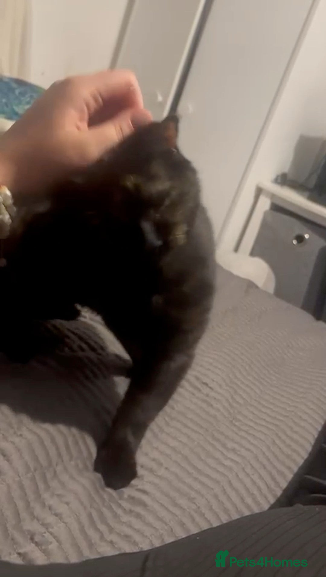 Domestic Shorthair cats for sale: Affectionate Female Cat Needs Calm cat  - Image 4