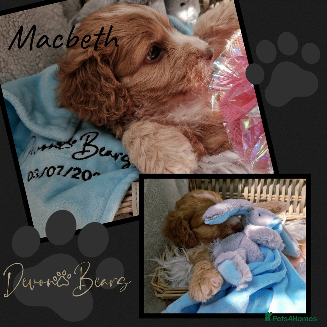 Cockapoo dogs for sale: 5*licenced, stunning F1 English Cockapoo puppies - Image 29