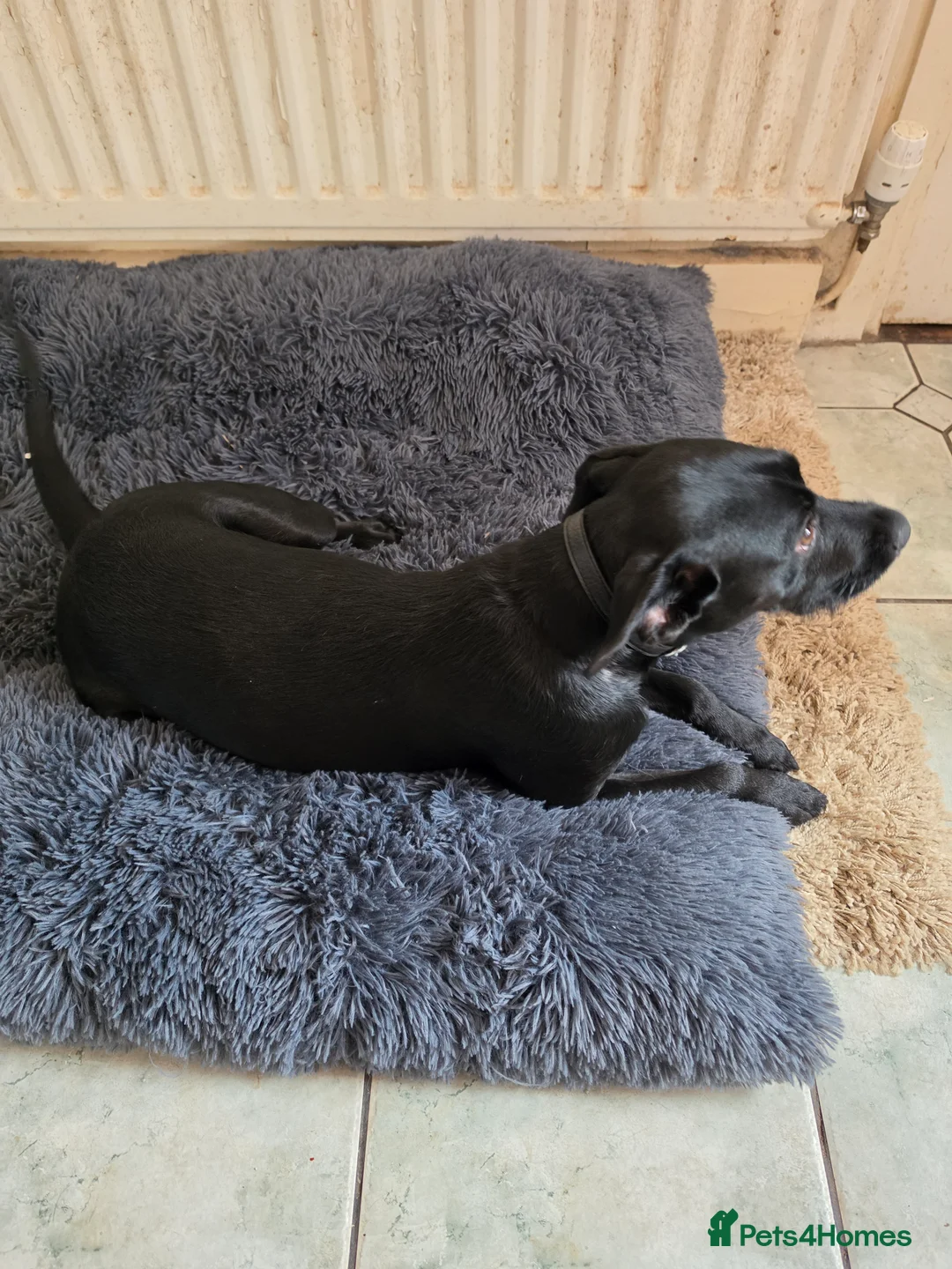 Mixed Breed dogs for sale: Molly in Telford - Advert 2