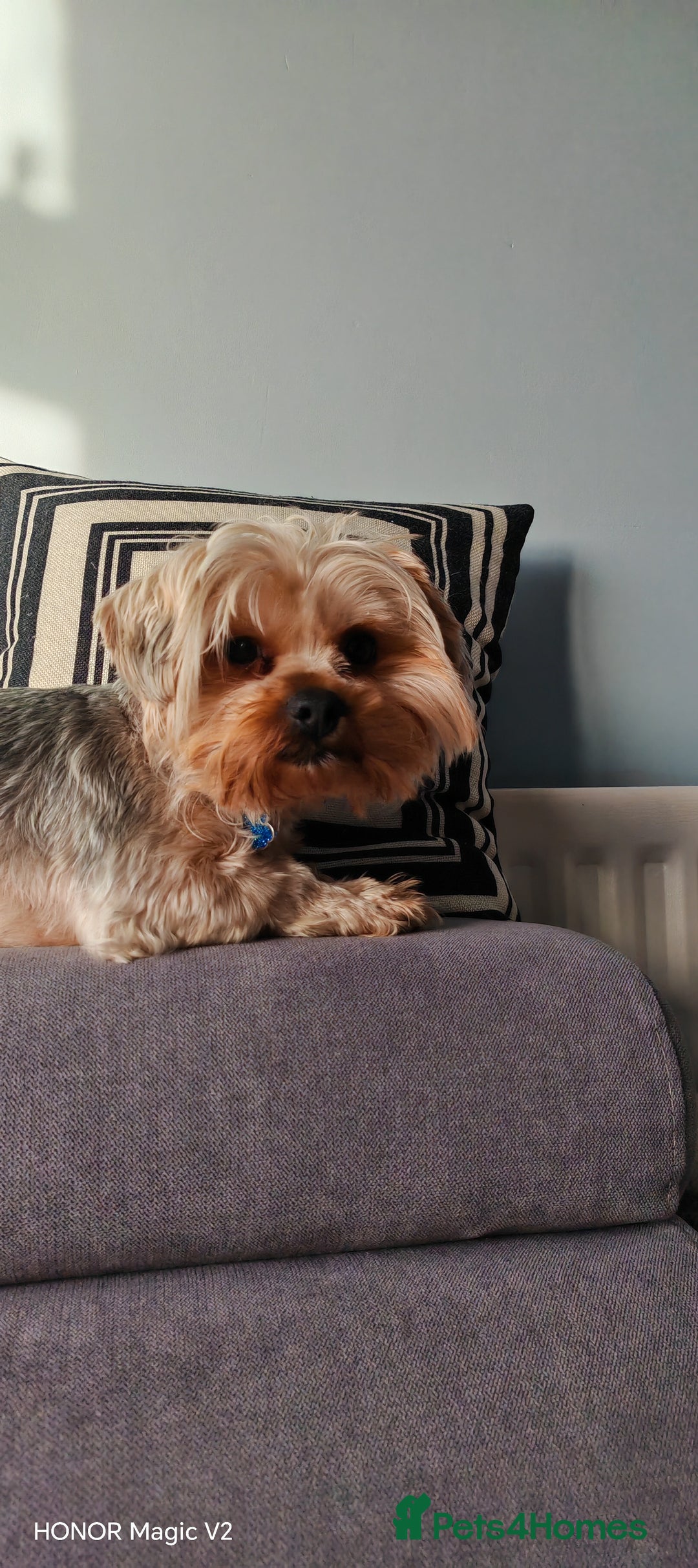 Yorkshire Terrier dogs for sale: 2 year old Yorkshire Terrier Male - Advert 6