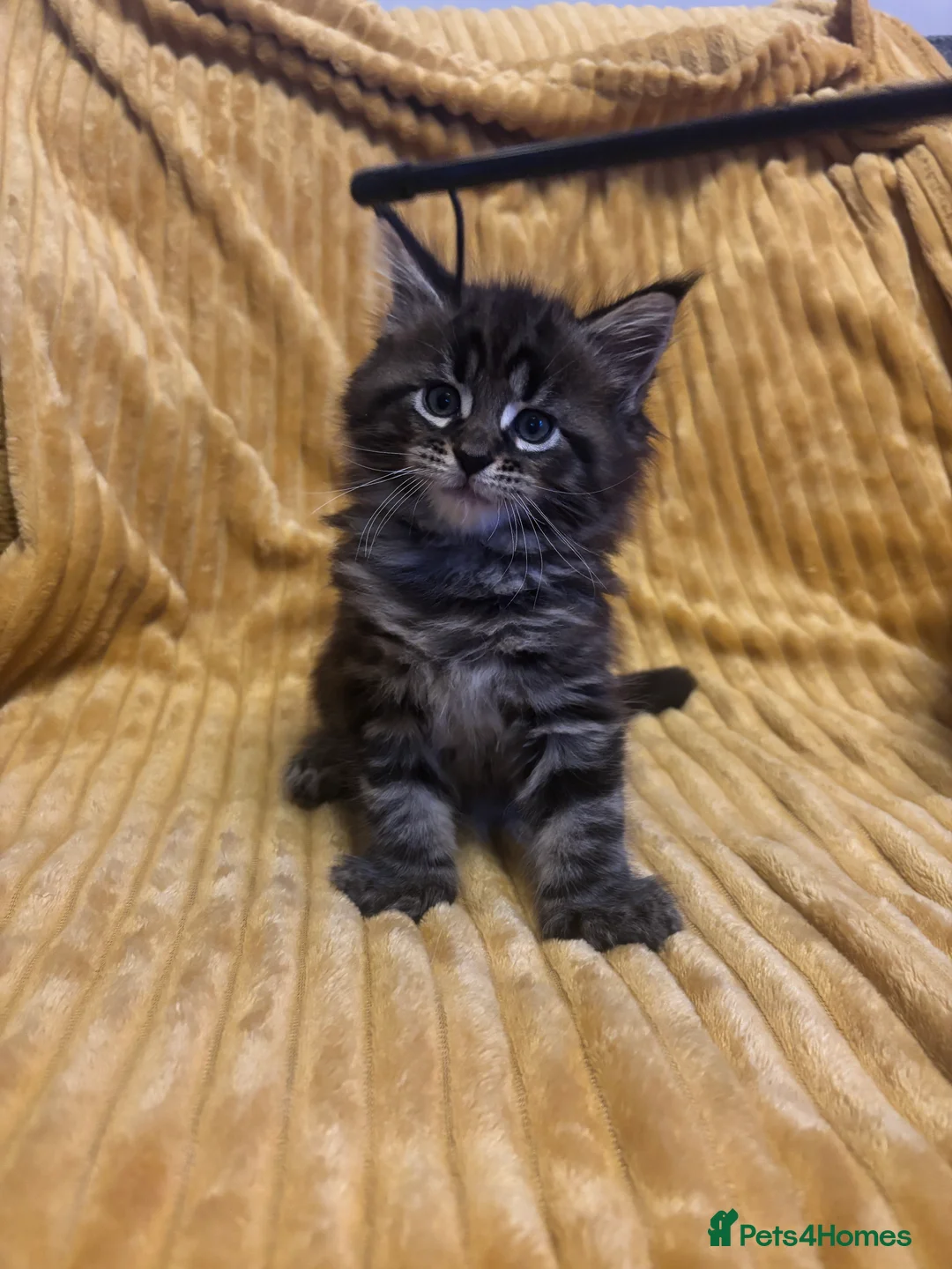 Maine Coon cats for sale: 3 Maine coon kittens looking for a loving home  - Advert 13