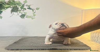 English Bulldog dogs - Advert 13