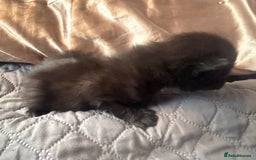 British Longhair cats for sale: X5 ragdoll crossbreed kitten polydactyl  - Advert 17