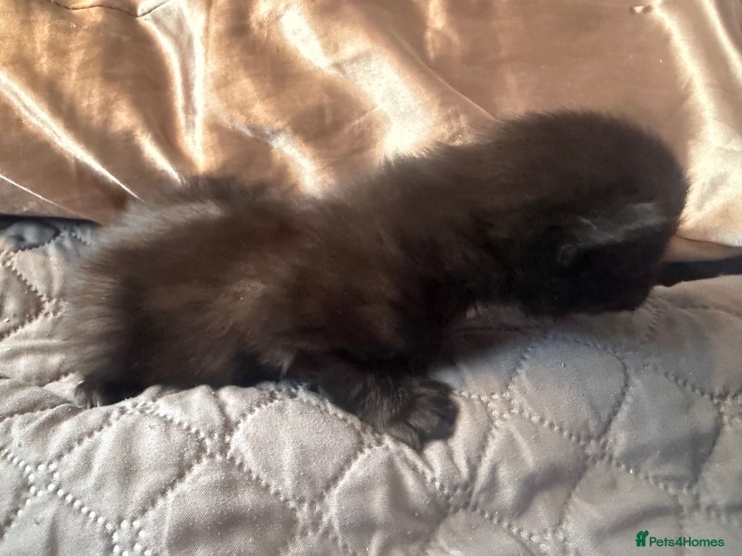 British Longhair cats for sale: X5 ragdoll crossbreed kitten polydactyl  - Advert 17