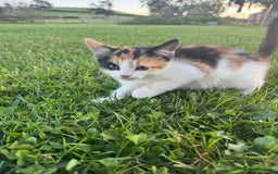 Mixed Breed cats for sale: Gorgeous kittens for Sale - Image 7
