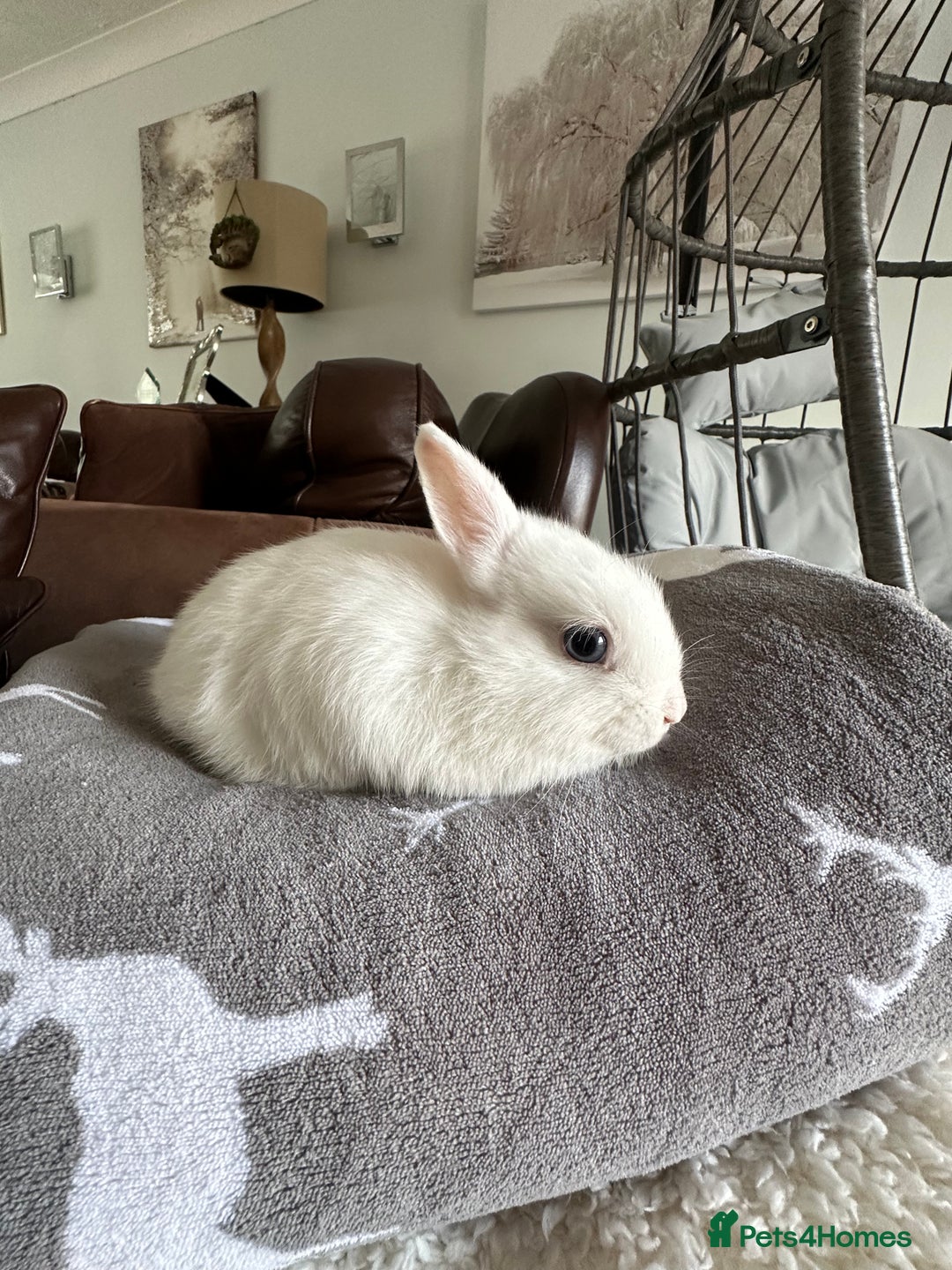 Netherland Dwarf rabbits for sale: 2 Doe's Gorgeous Netherland dwarf babies. - Image 4