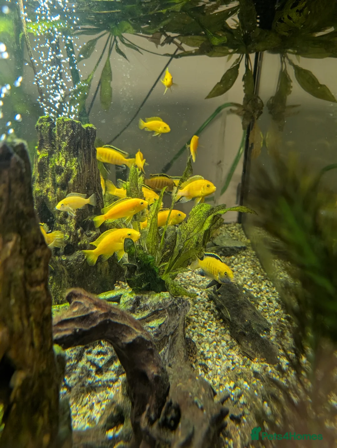 Cichlids fish for sale: Malawi cichlids  in Kendal - Advert 4