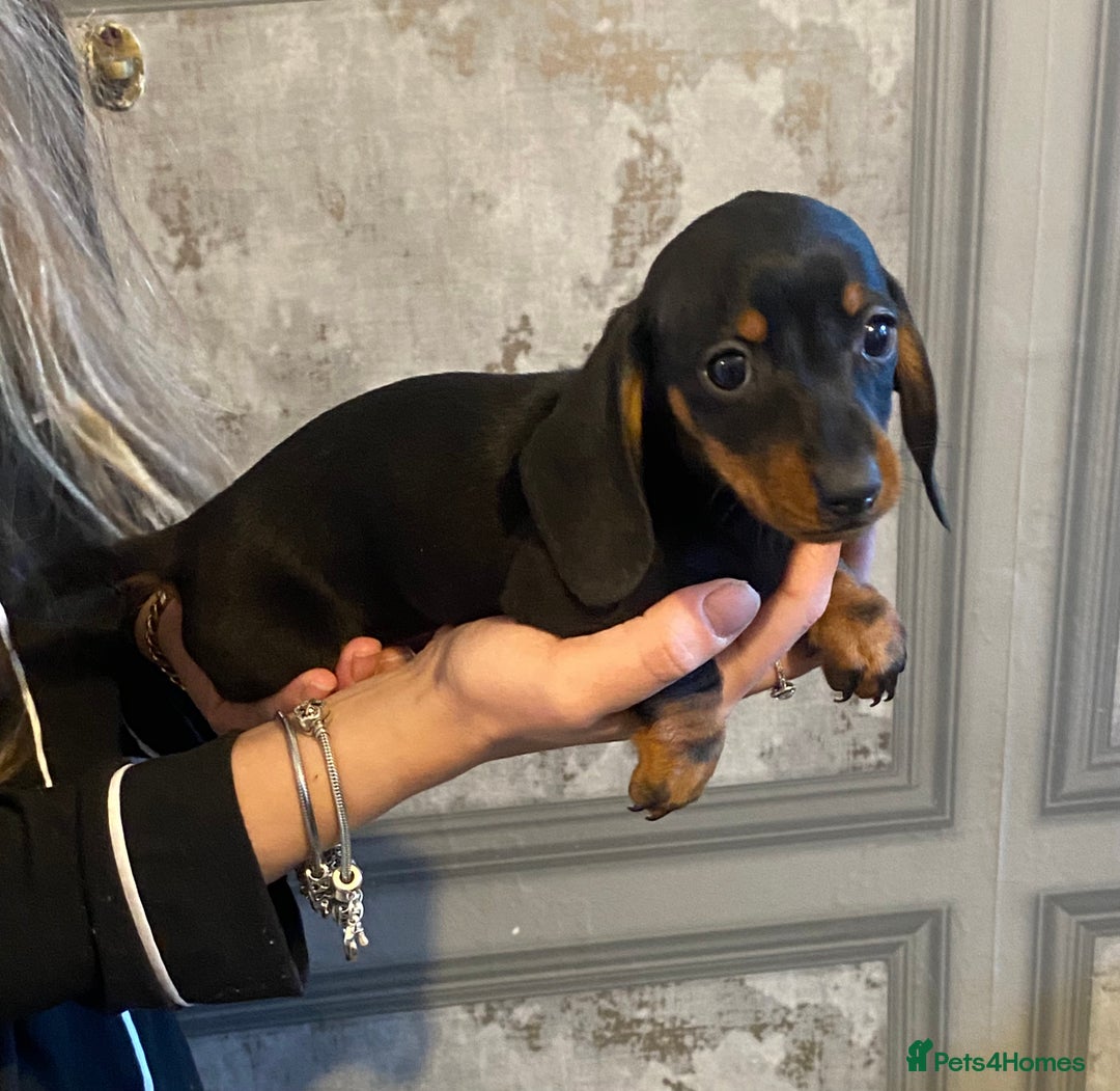 Dachshund dogs for sale: Three dachshund’s ready to go now!!! - Advert 7