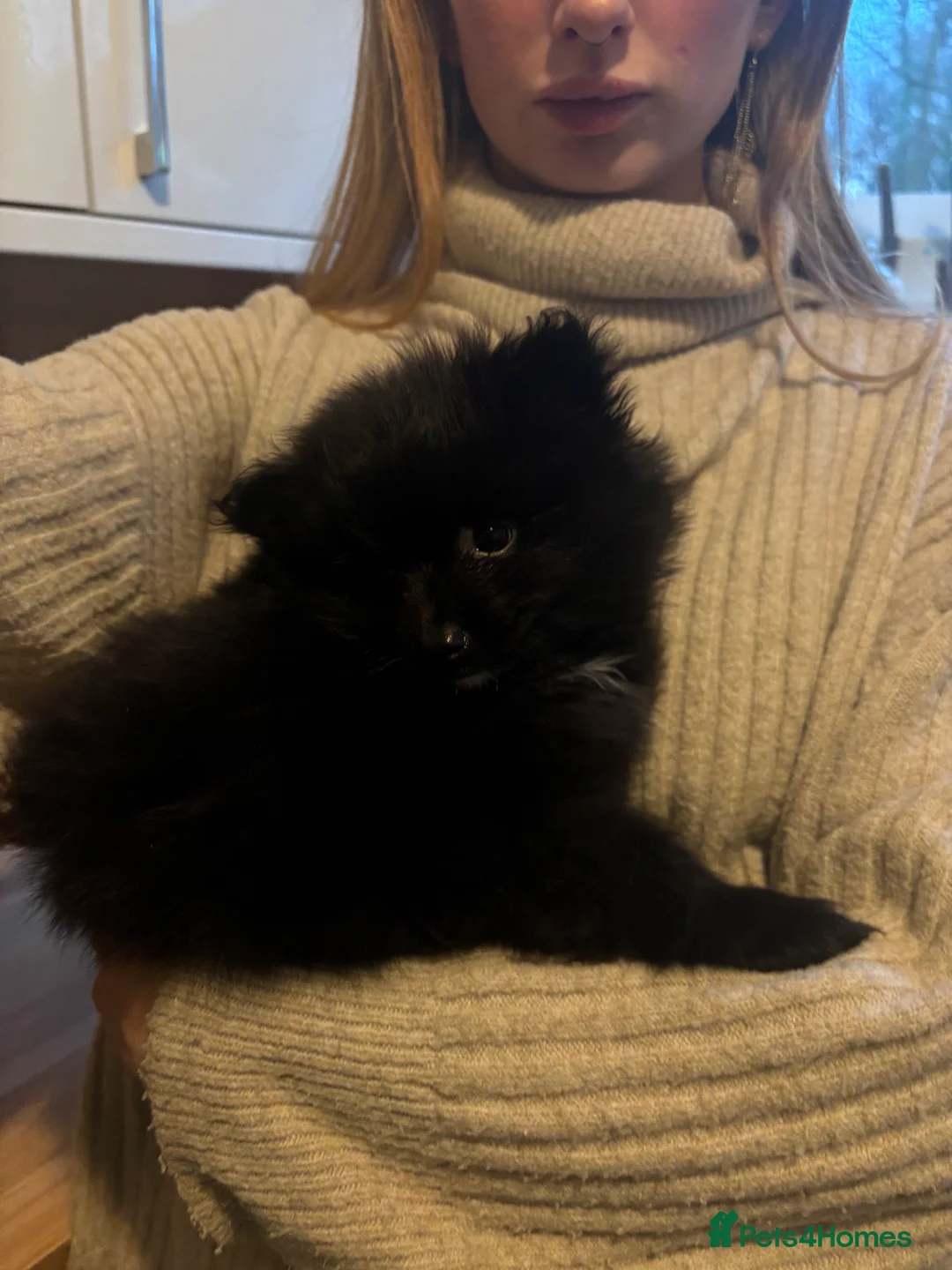 Pomeranian dogs for sale: Pomeranian puppies  in Alexandria - Advert 8