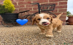 Cockapoo dogs for sale: Ready to leave Beautiful merle & gold  Cockapoos  - Image 6