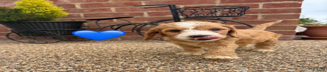 Cockapoo Puppy 3