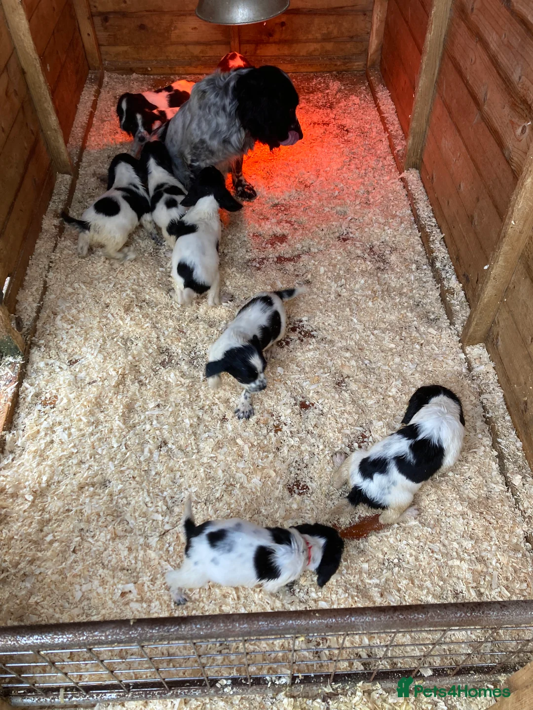 Gallery Image {{count}}