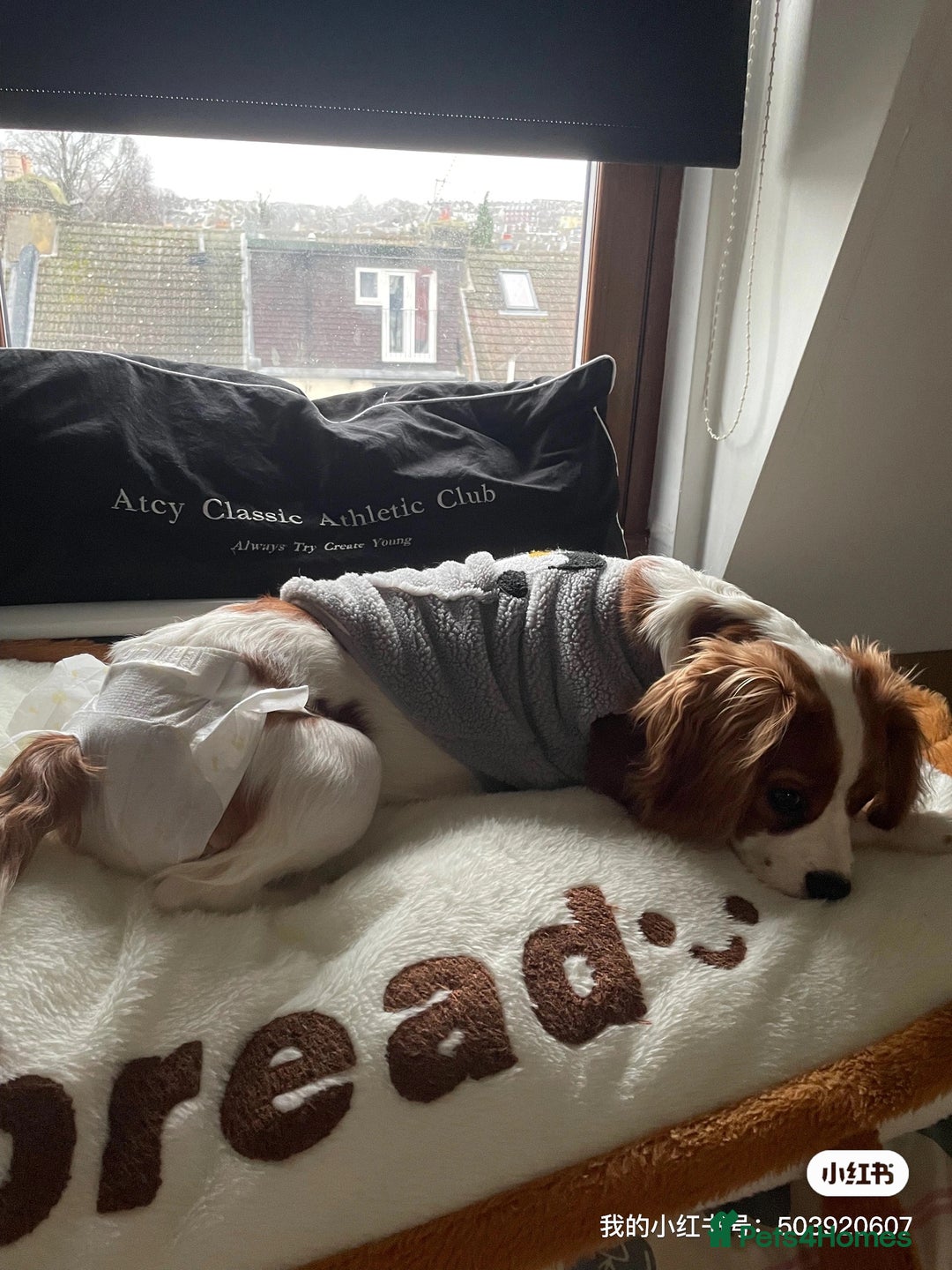 Cockalier dogs for sale: Cavalier Puppy–Loving, Healthy, and Full of Joy - Image 13