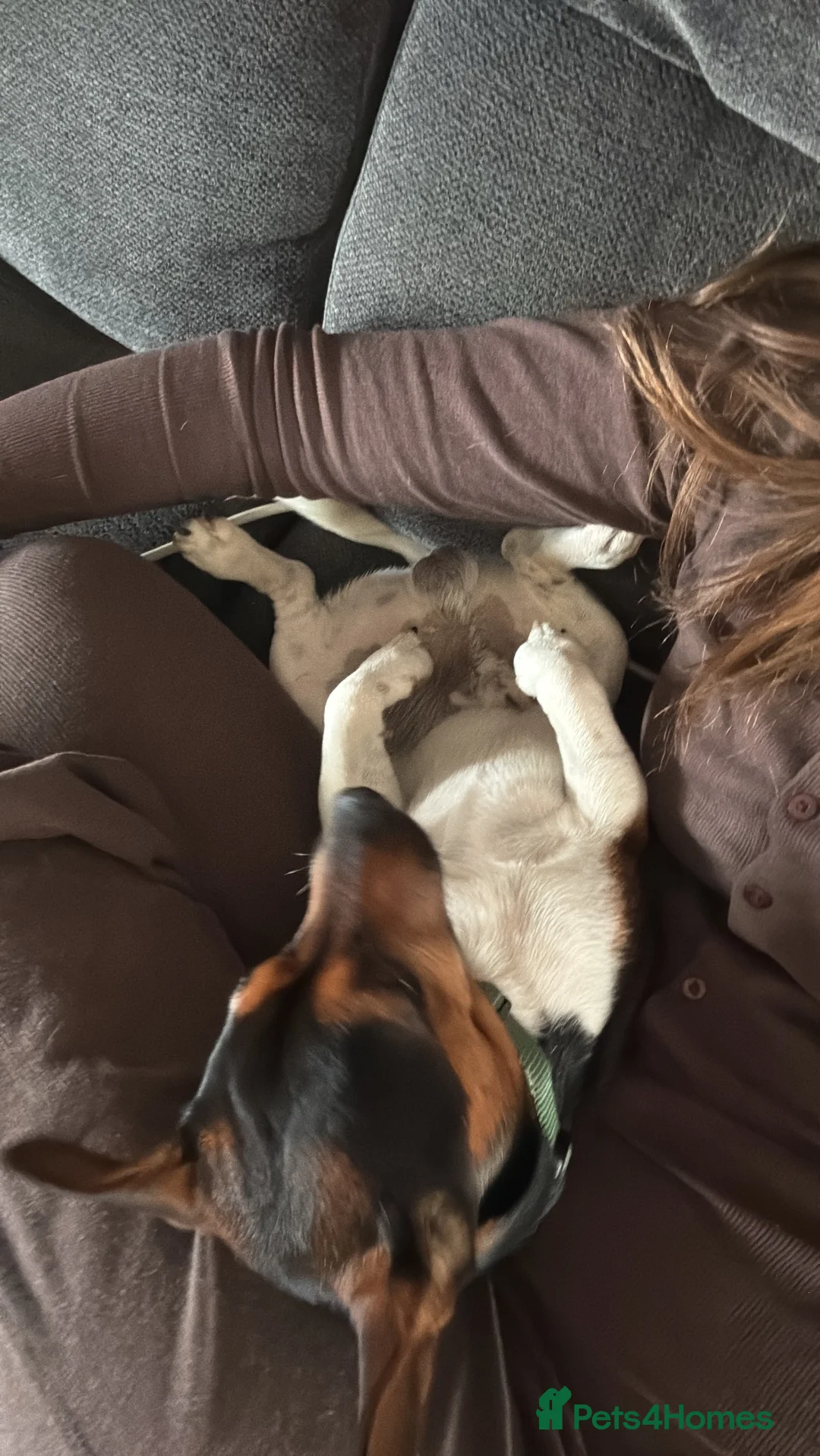 Jack Russell dogs for sale: Jax Jack russel in Brigg - Advert 5
