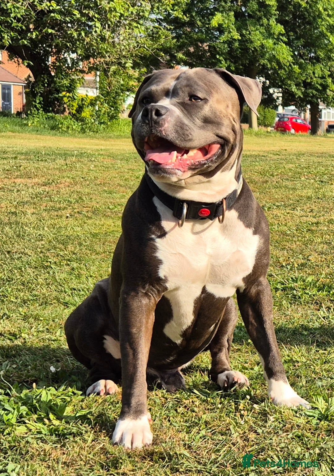 Mixed Breed dogs for sale: Bullmastiff x puppies 🐶  - Image 15
