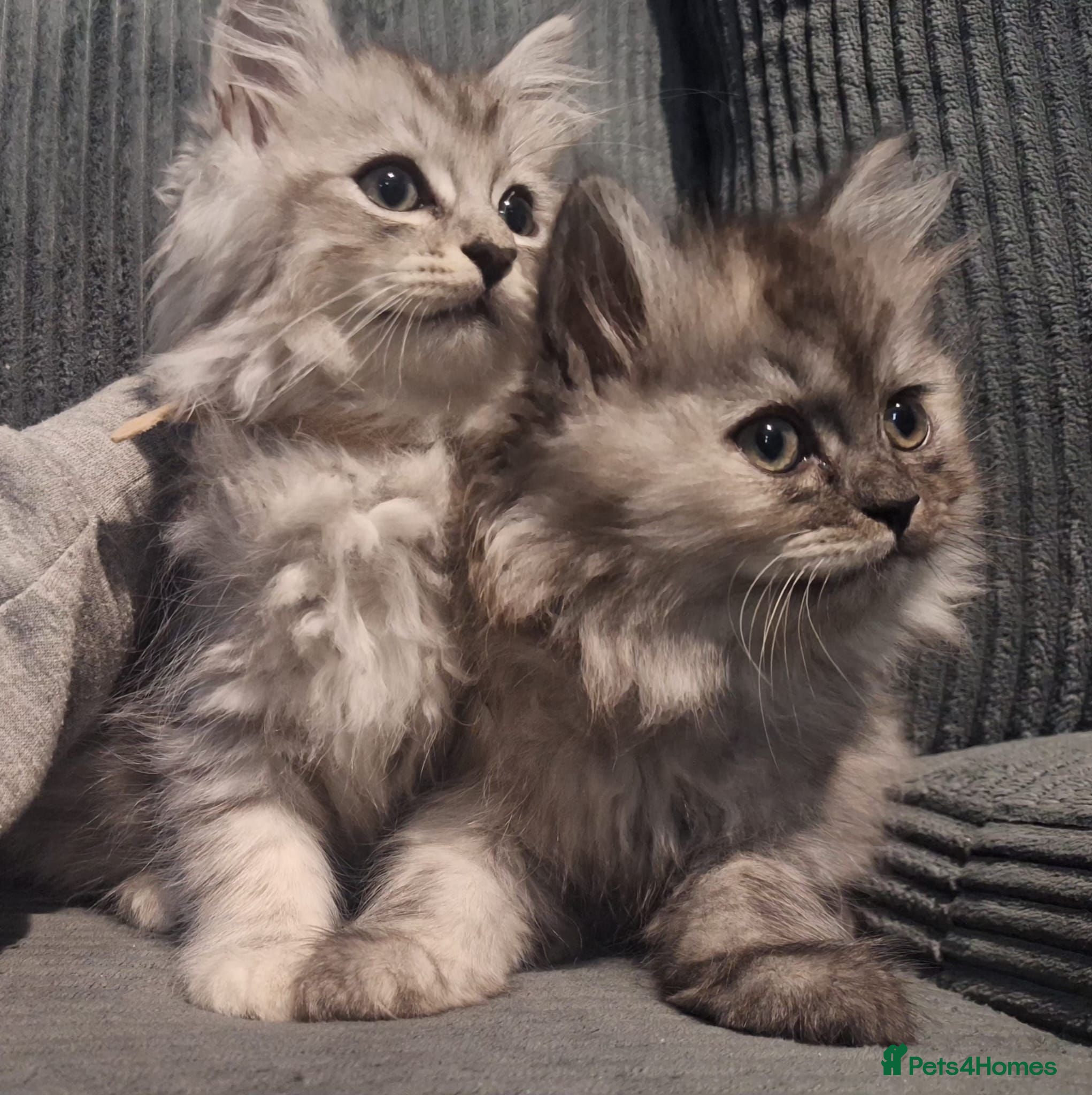 Ragdoll cats Rare Pattern Ragdoll-Super cudly teddybear kittens - Advert 2