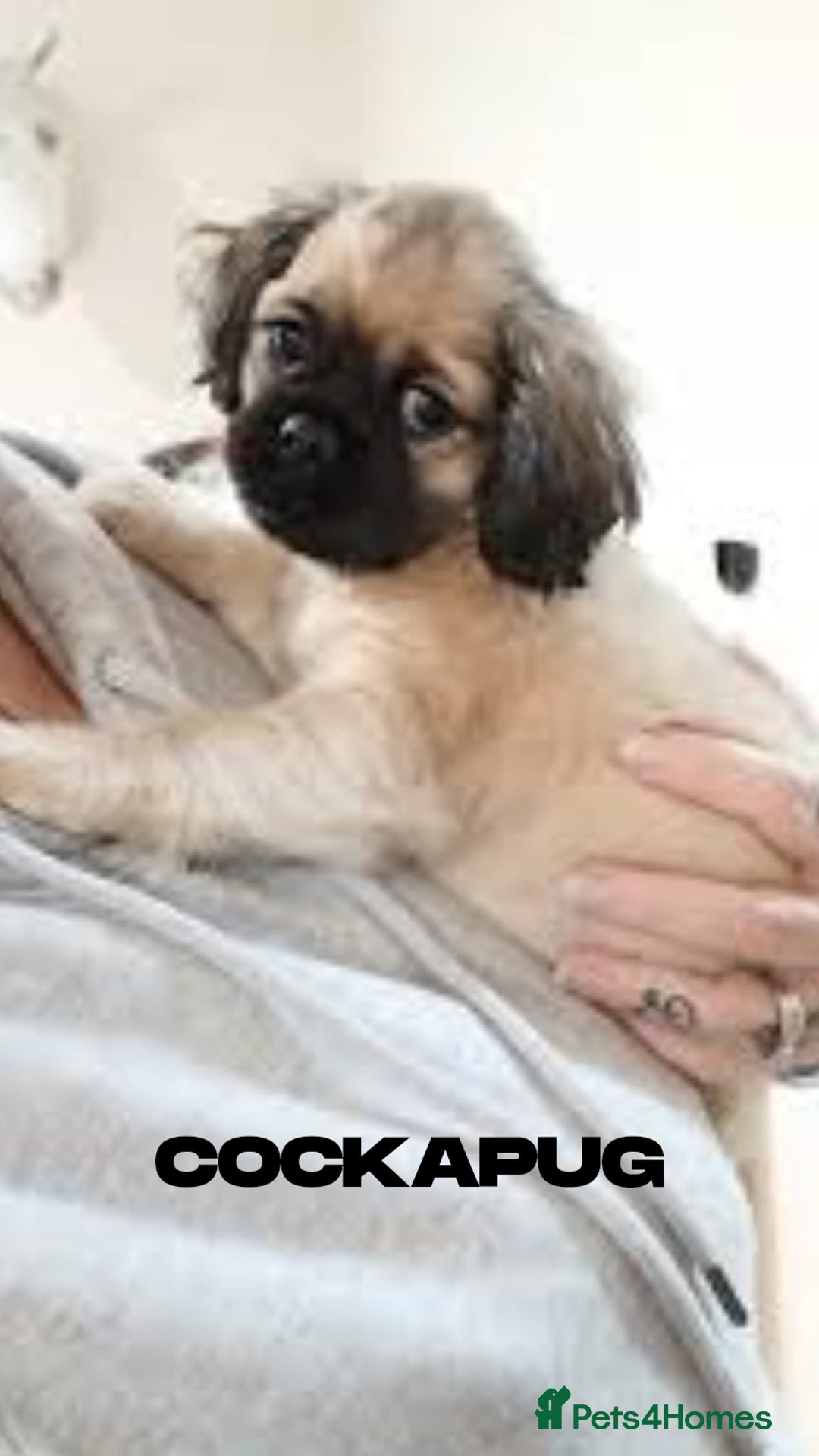 Mixed Breed dogs for sale: The Pug Who Raised a Duck Is Now Expecting Her Own - Advert 6