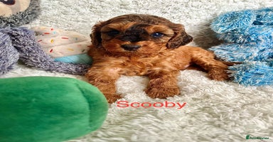 Cockapoo dogs - Advert 2