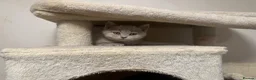 British Shorthair cats for sale: GCCF BSH Kittens - Champion Bloodlines - Advert 7