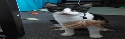 Mixed Breed cats for sale: Mickey is looking for his forever home in Norwich - Advert 6