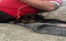 Mixed Breed dogs for sale: Miniature dachshund X French bulldog  - Image 27