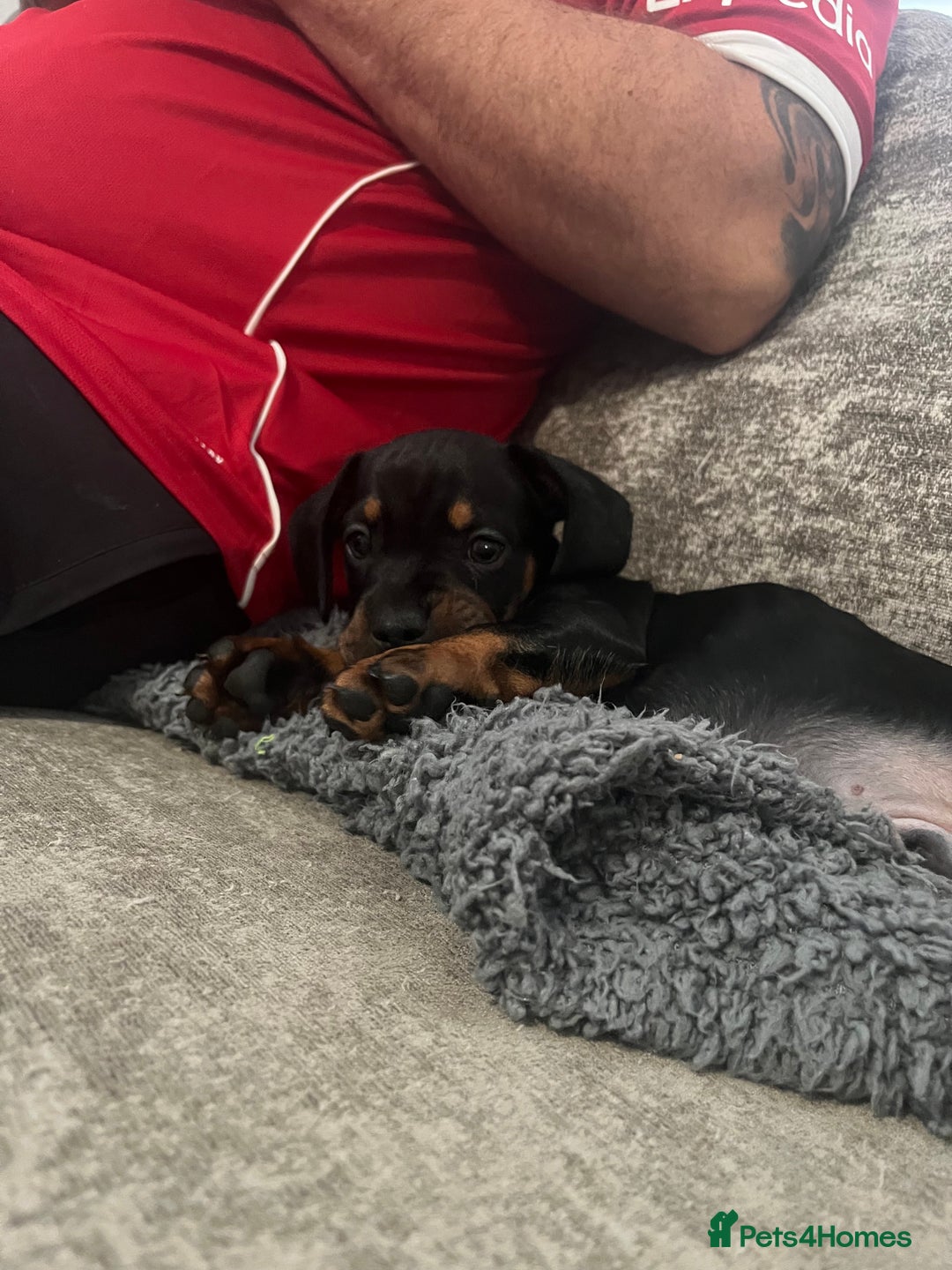 Mixed Breed dogs for sale: Miniature dachshund X French bulldog  - Image 27