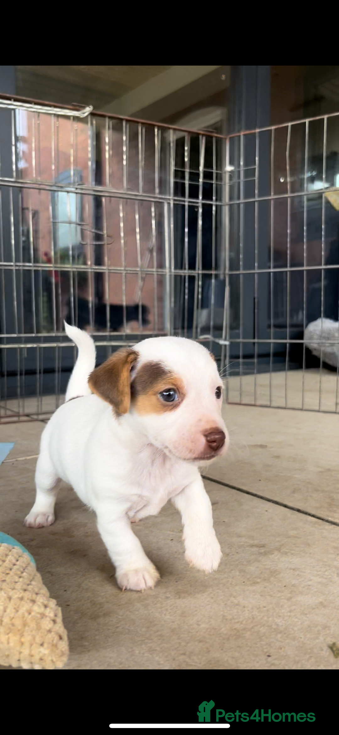 Jack Russell dogs for sale: Miniature Jack Russel puppies  - Image 4