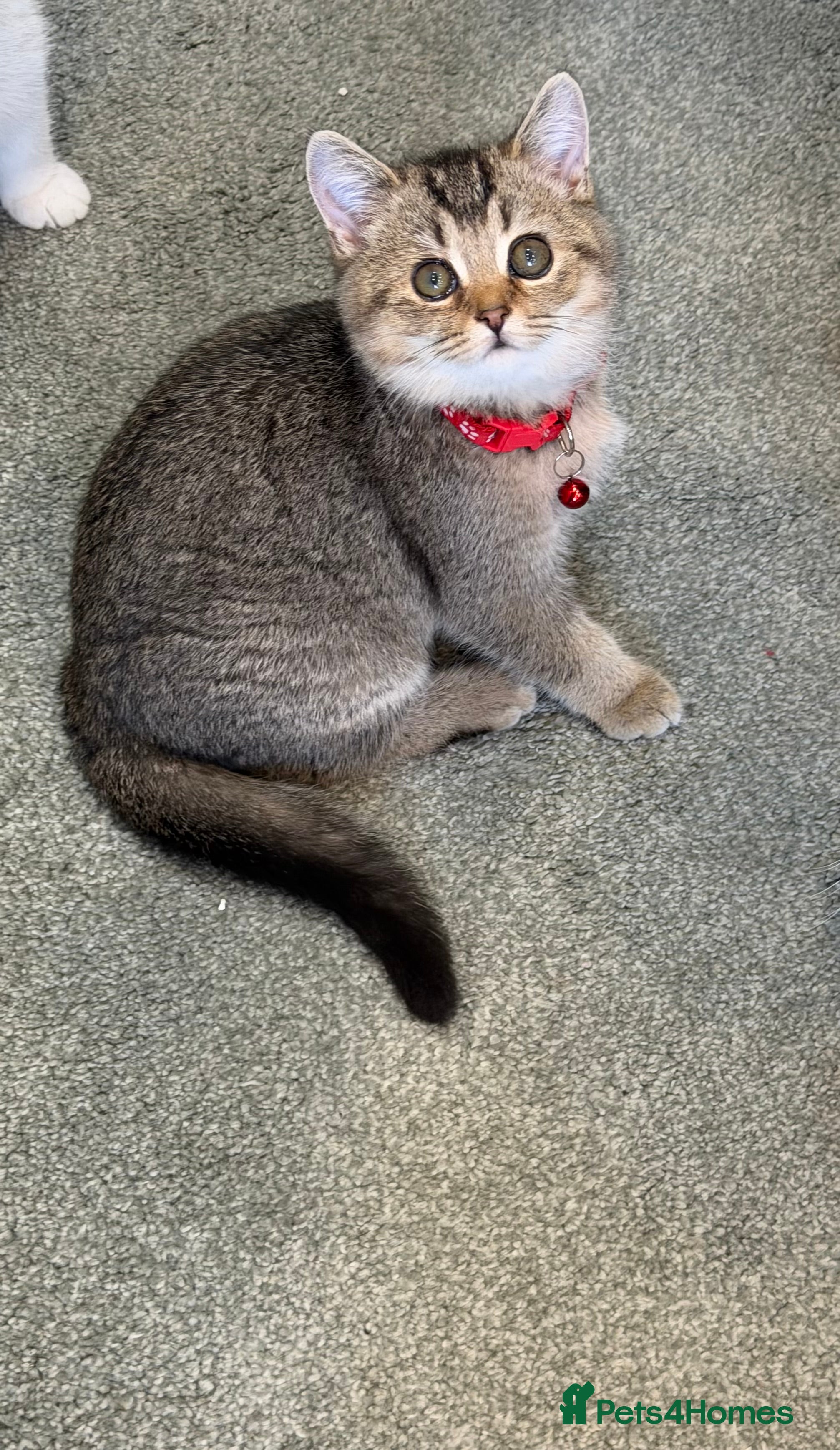 British Shorthair cats British shorthair Golden kittens TICA - Advert 14