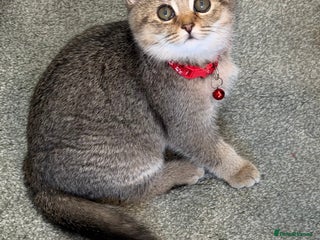 British Shorthair cats British shorthair Golden kittens TICA - Advert 14