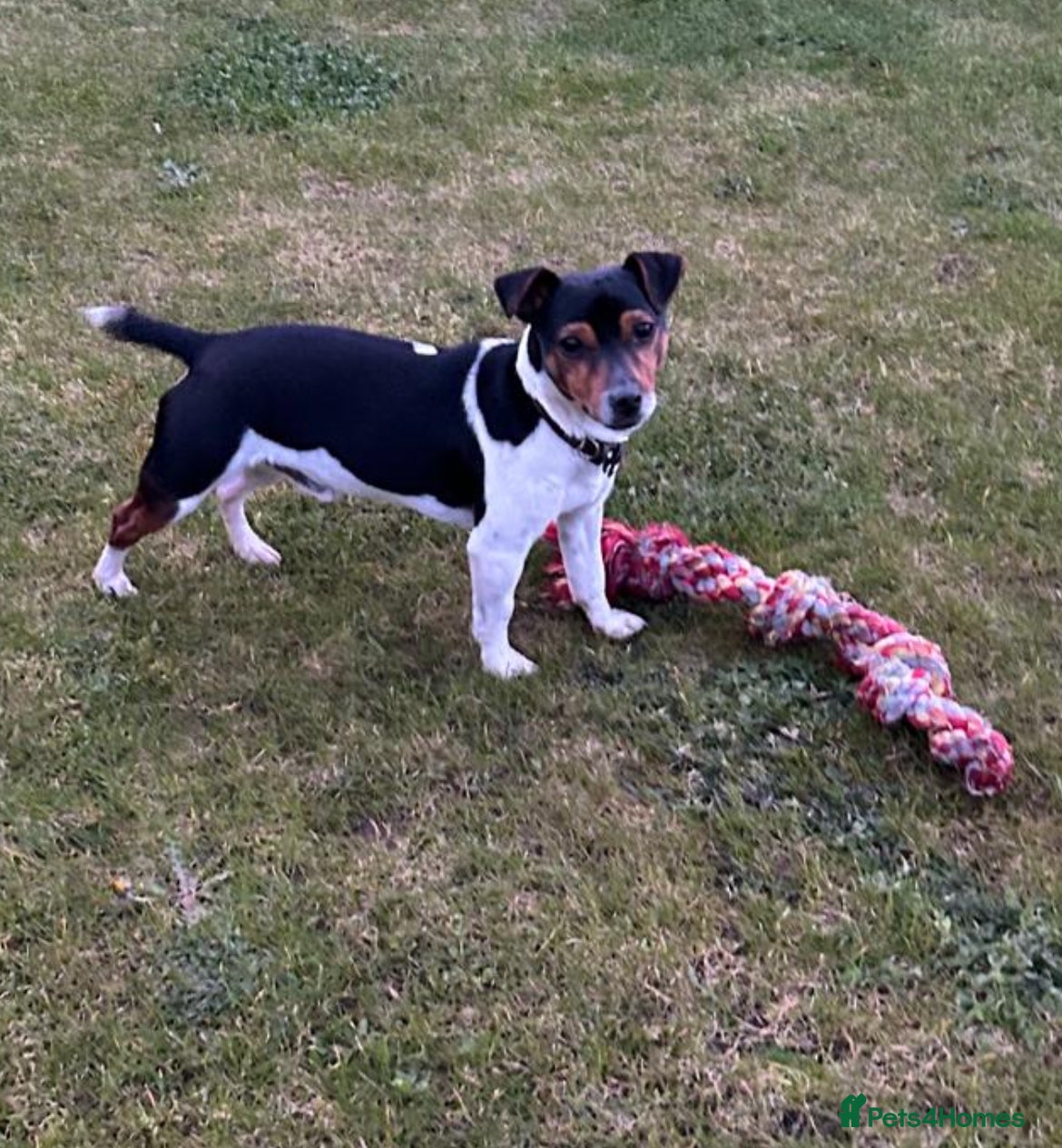 Jack Russell dogs Jack Russell tri color miniature smooth coat stud - Advert 1