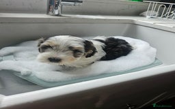 Cockapoo dogs for sale:  7 week old Cockapoos 2 girls ( both sold)  1 boy  - Image 20