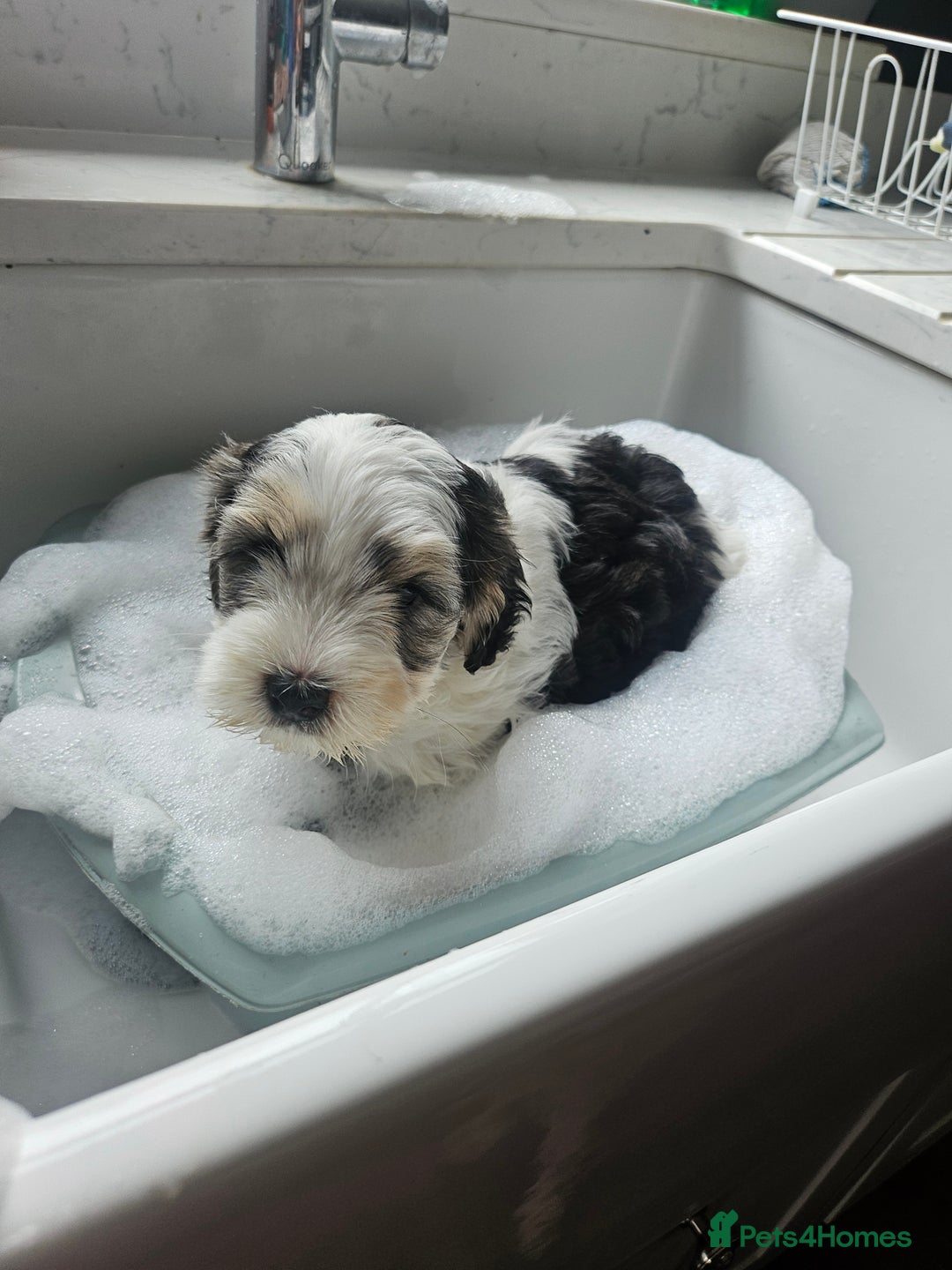 Cockapoo dogs for sale:  7 week old Cockapoos 2 girls ( both sold)  1 boy  - Image 20