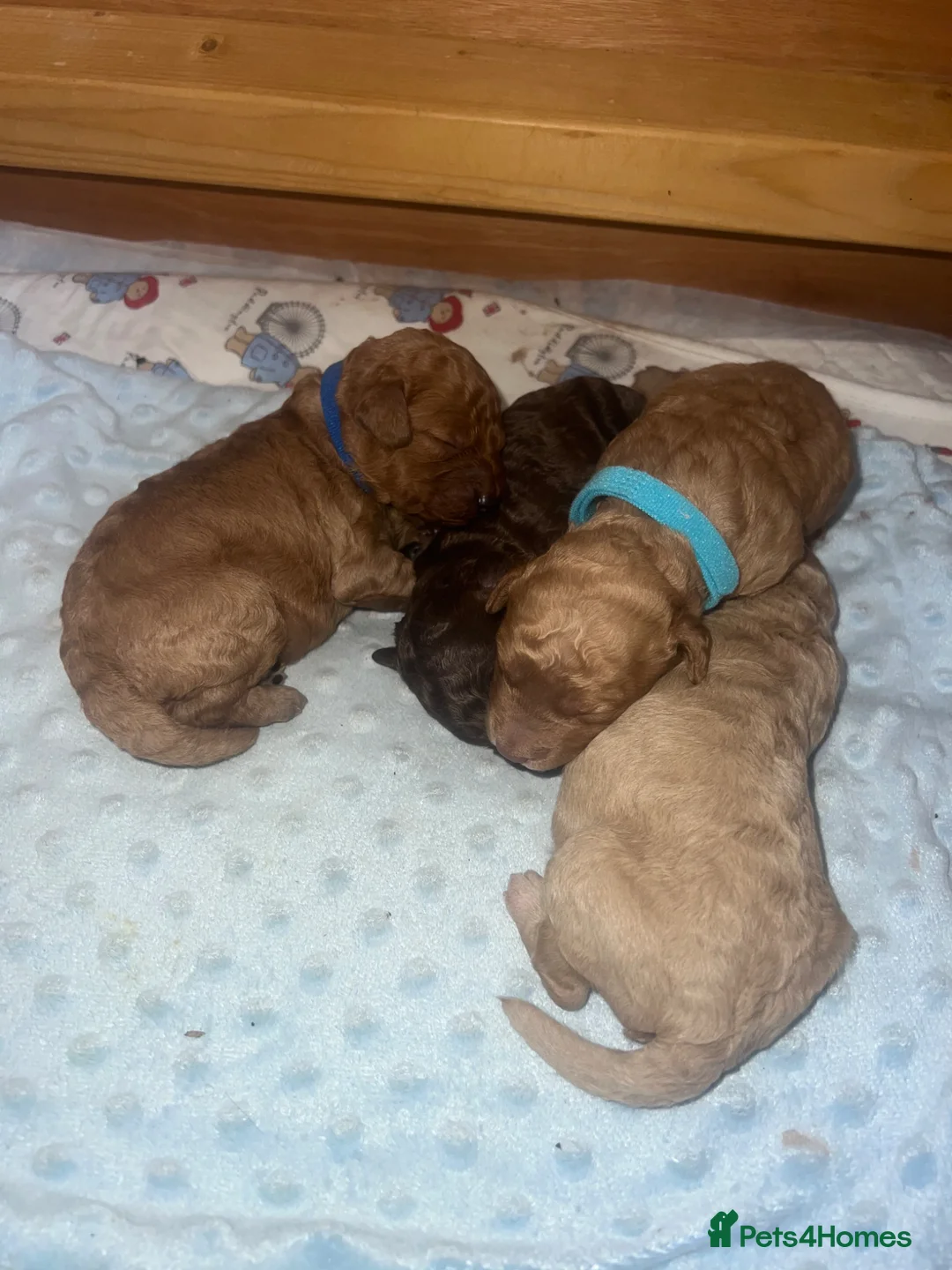 Cavapoo dogs for sale: Cavapoo puppies - Advert 1