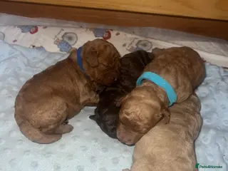 Cavapoo dogs Cavapoo puppies - Advert 4