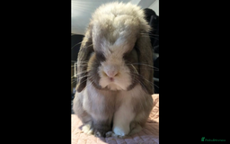 Mini Lop rabbits for sale: Beautiful Mini Lop Rabbits  - Image 18