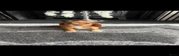 Cavalier King Charles Spaniel dogs for sale: Royal kennel club cavalier puppies dna clear - Advert 25
