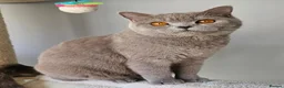 British Shorthair cats for sale: 🍫Chocolate and 💜 Lilac Kittens Waitlist  - Advert 38