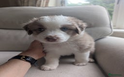 Australian Shepherd dogs for sale: 2 Female Australian Shepherd Puppies - Image 5