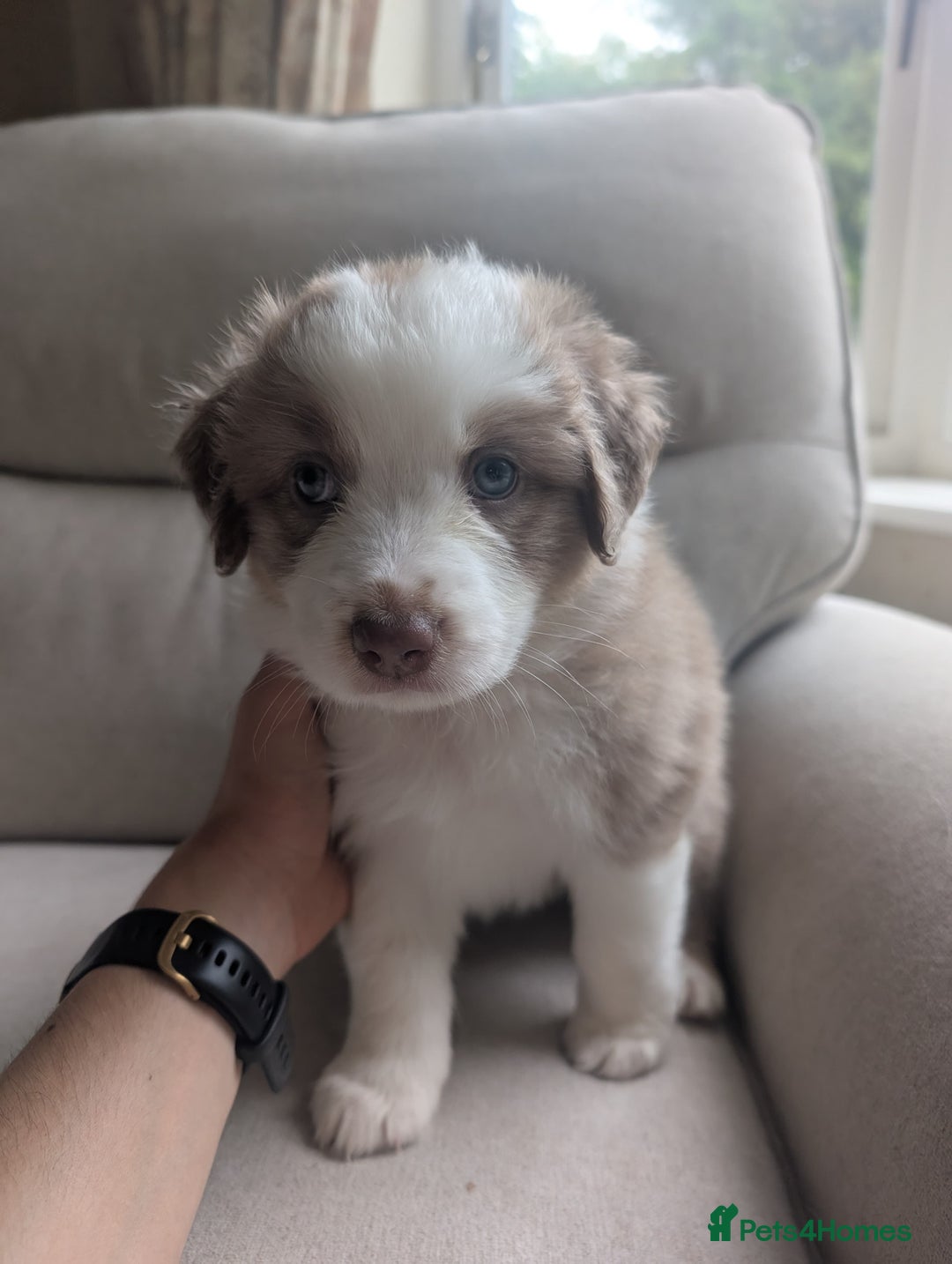 Australian Shepherd dogs for sale: 2 Female Australian Shepherd Puppies - Image 5