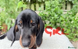 Miniature Dachshund dogs for sale: Miniature Dachshund - Image 12