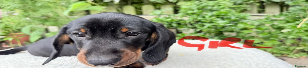 Miniature Dachshund Puppy 2