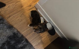 Yorkshire Terrier dogs for sale: 4.5 year old boy - Image 3