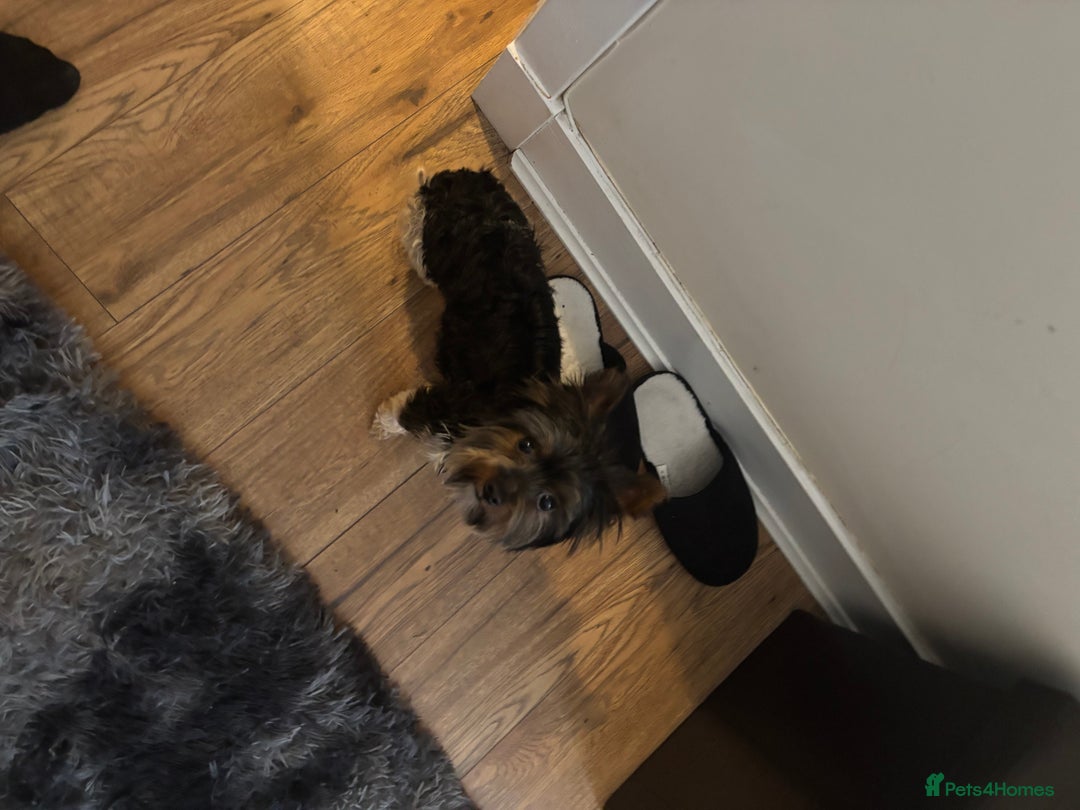 Yorkshire Terrier dogs for sale: 4.5 year old boy - Image 3