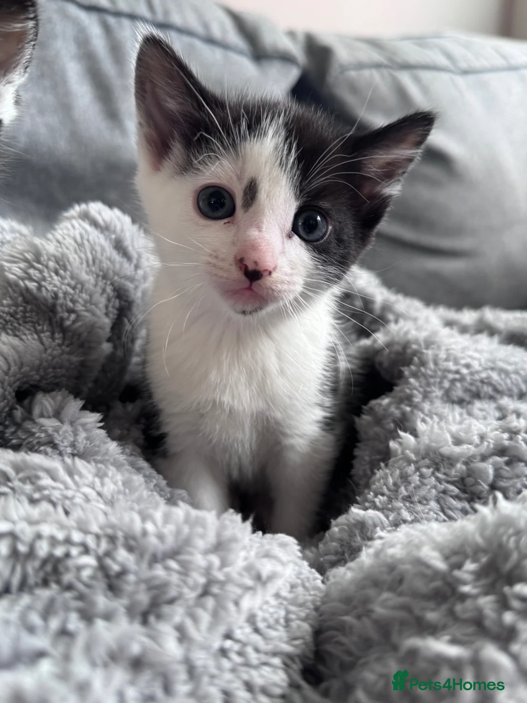 Mixed Breed cats for sale: Beautiful kittens in Cambridge - Advert 11
