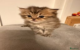 British Longhair cats for sale: Black shaded male boy - Advert 3