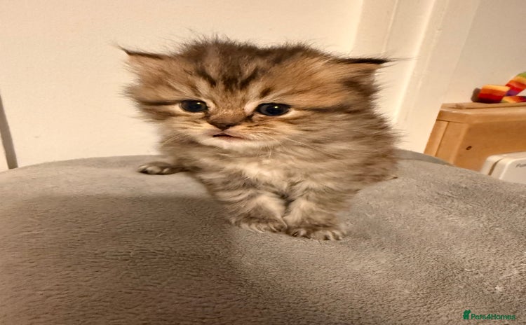 British Longhair cats Black shaded male boy - Advert 2