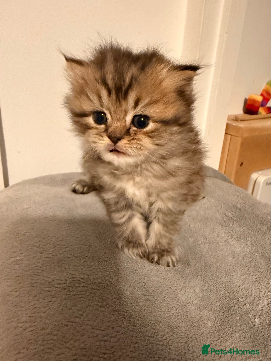 British Longhair cats for sale: Black shaded male boy - Advert 3